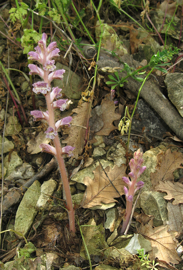 Image of Orobanche pubescens specimen.