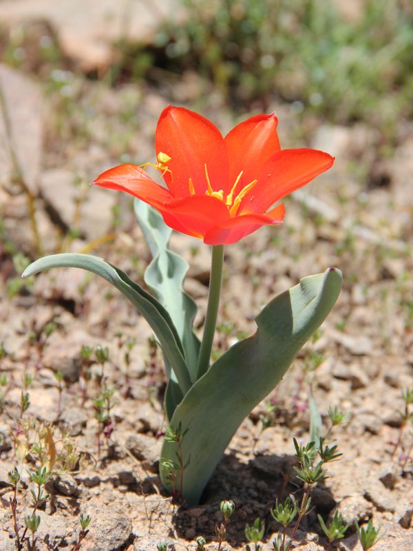 Image of Tulipa vvedenskyi specimen.