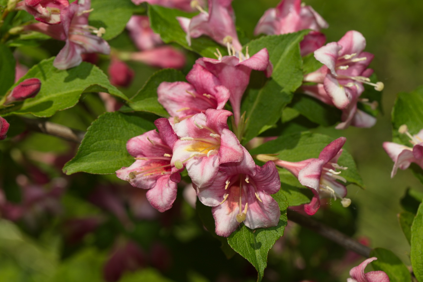 Изображение особи Weigela florida.