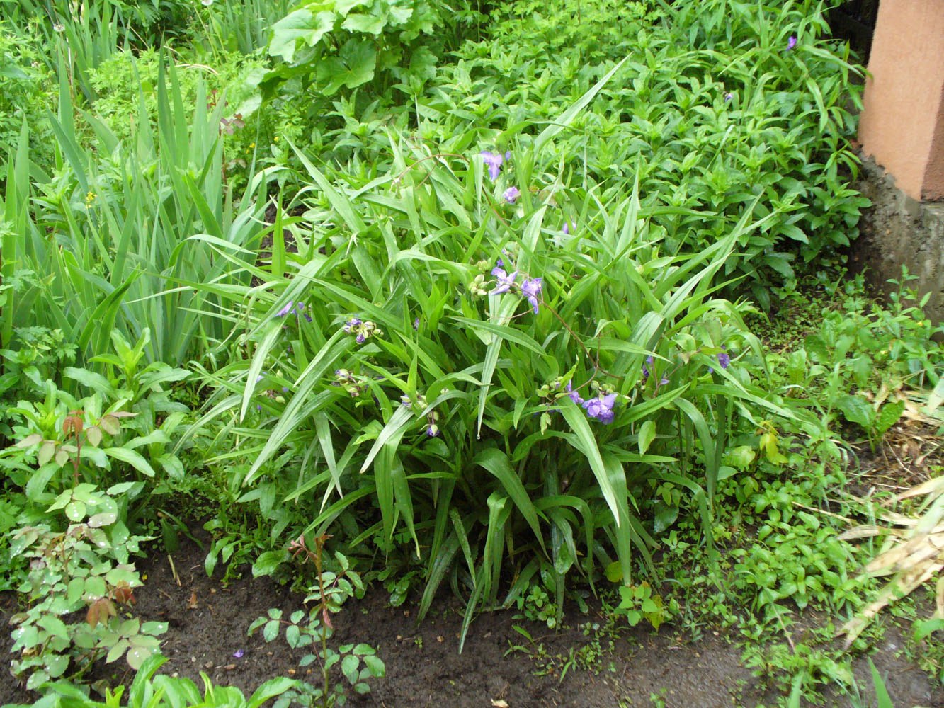 Изображение особи Tradescantia virginiana.