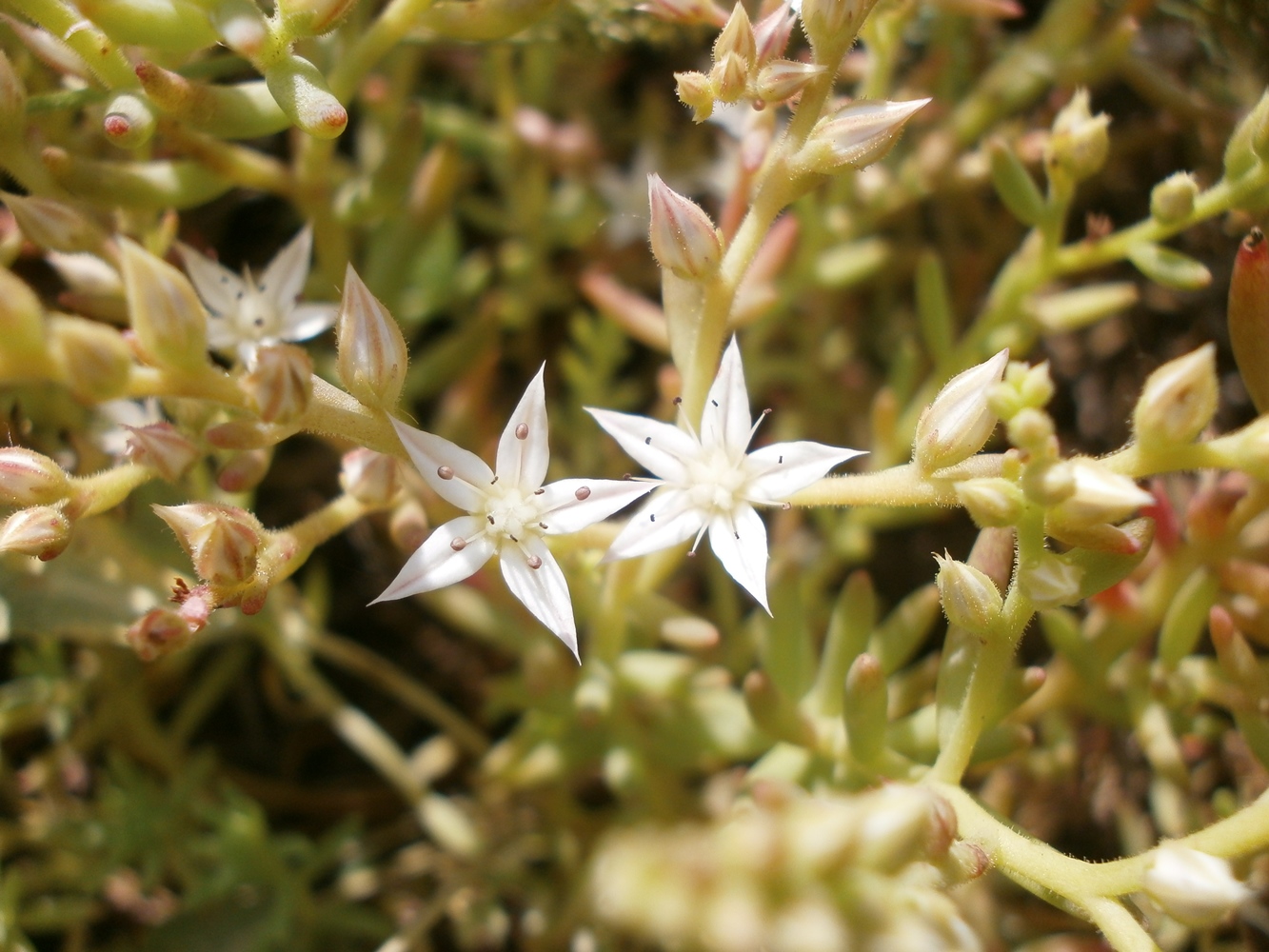 Изображение особи Sedum pallidum.