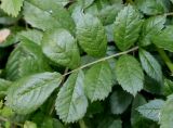 Rosa multiflora. Лист. Германия, г. Дюссельдорф, Ботанический сад университета. 02.06.2014.