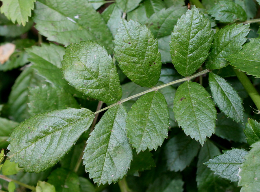 Image of Rosa multiflora specimen.