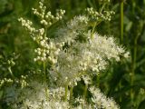 Filipendula ulmaria