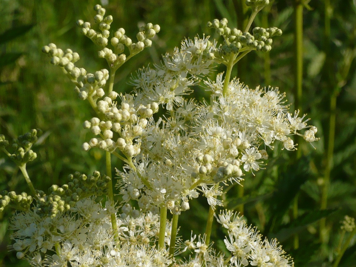 Изображение особи Filipendula ulmaria.