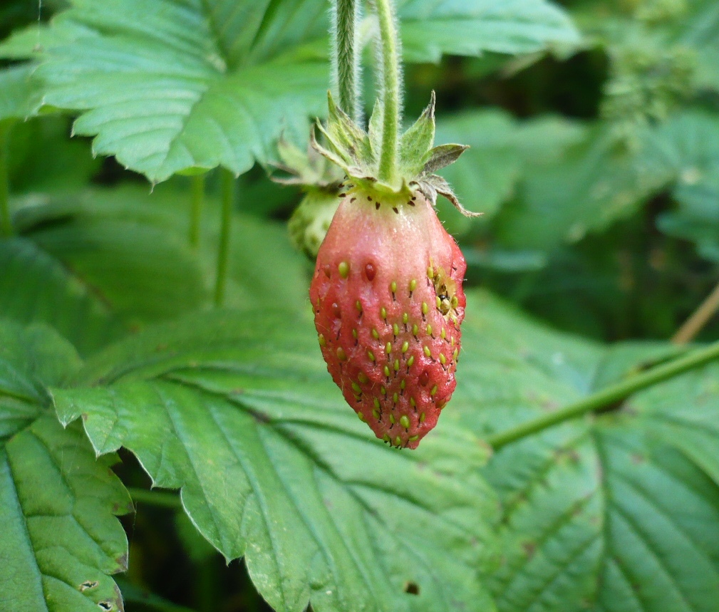 Изображение особи Fragaria moschata.