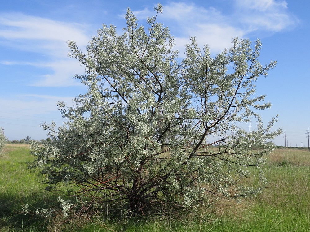 Изображение особи Elaeagnus angustifolia.