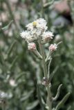 Anaphalis velutina