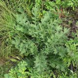 Cirsium vulgare. Розетка прикорневых листьев, характерная для растений первого года жизни. Ленинградская обл., август 2007 г.