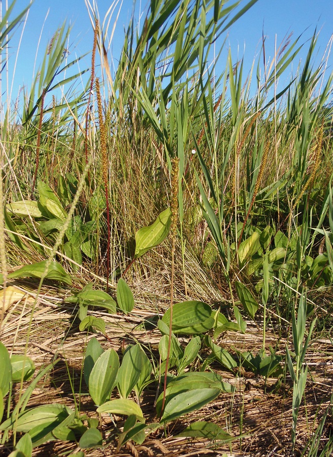 Image of Plantago uliginosa specimen.
