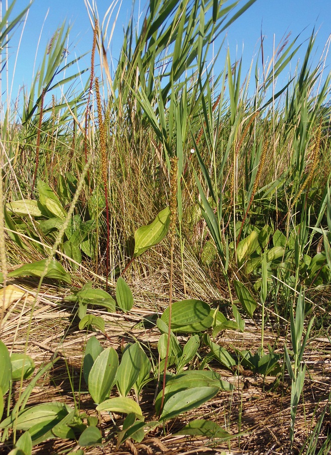 Изображение особи Plantago uliginosa.