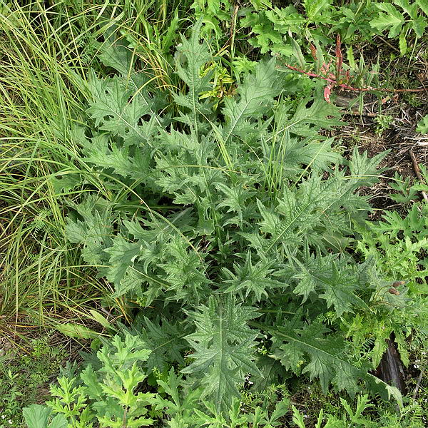 Image of Cirsium vulgare specimen.