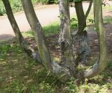 Ostrya carpinifolia. Нижние части стволов многоствольного растения. Германия, г. Дюссельдорф, Ботанический сад университета. 03.06.2014.