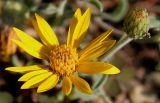 Heterotheca villosa