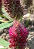 Trifolium rubens