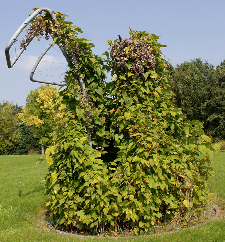 Image of Dioscorea villosa specimen.