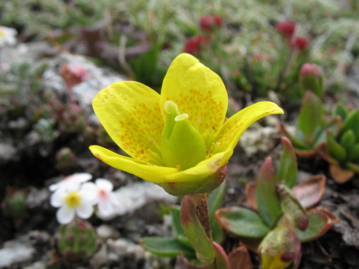 Изображение особи Saxifraga hirculus.