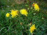 Sonchus arvensis ssp. uliginosus