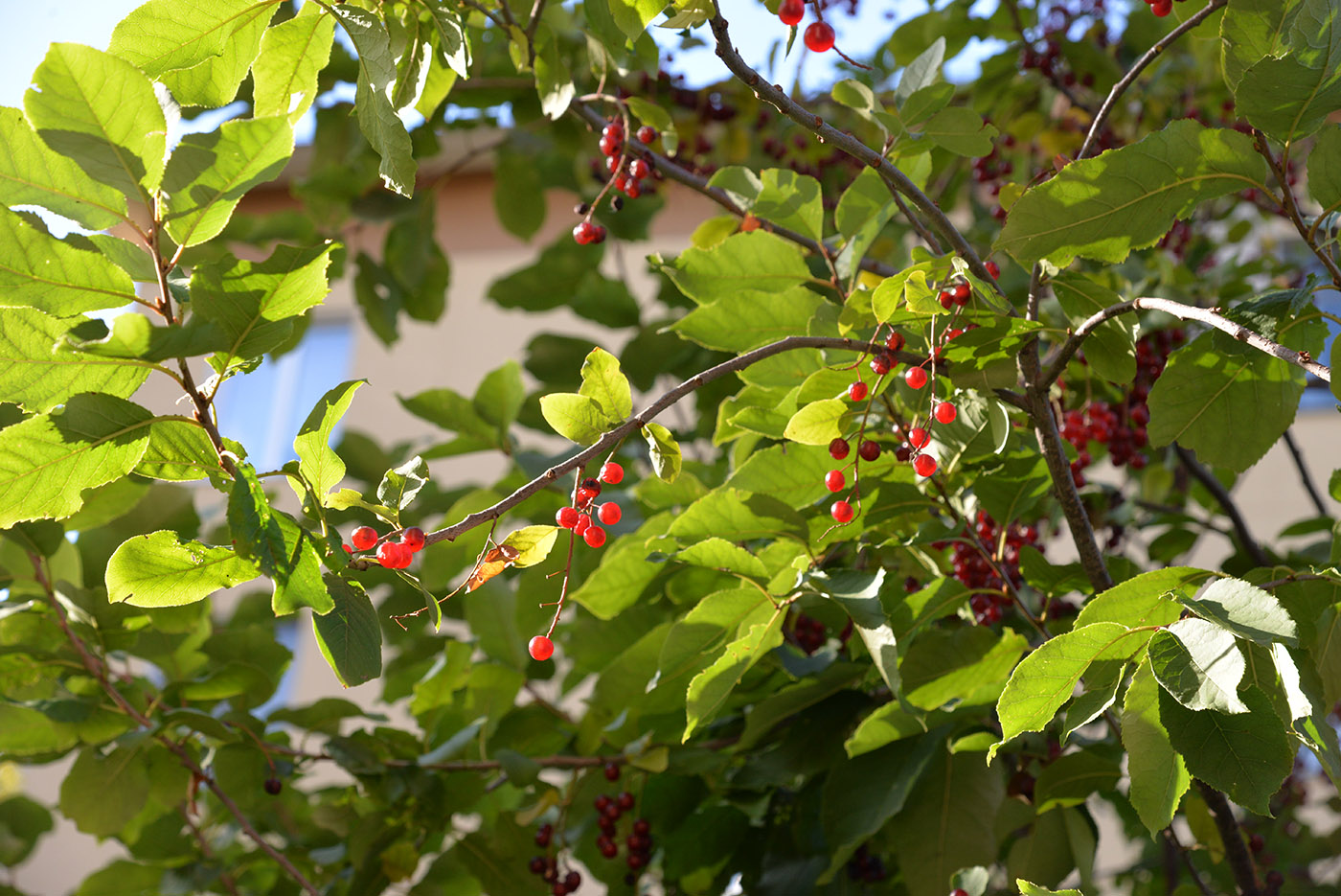 Изображение особи Padus virginiana.