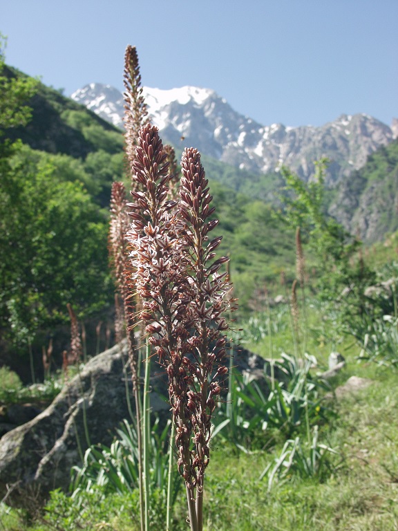 Изображение особи Eremurus regelii.