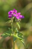 Geranium sylvaticum