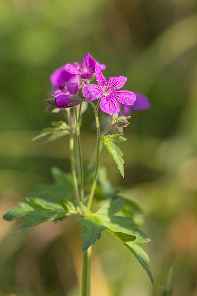 Изображение особи Geranium sylvaticum.