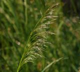 Deschampsia cespitosa. Соцветие. Московская обл., Раменский р-н, окр. ж.-д. платформы Хрипань, просека под ЛЭП. 07.06.2014.