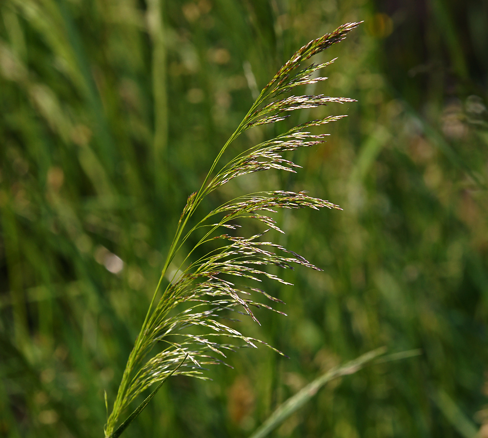 Изображение особи Deschampsia cespitosa.