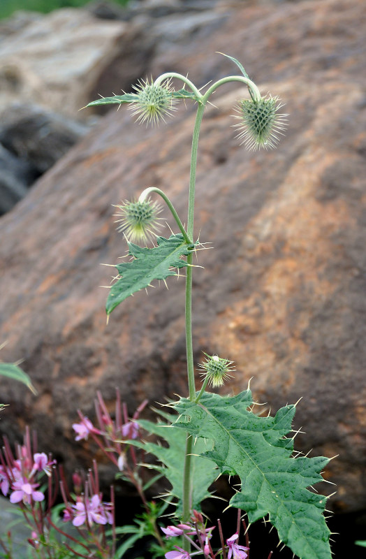 Изображение особи Cirsium chlorocomos.