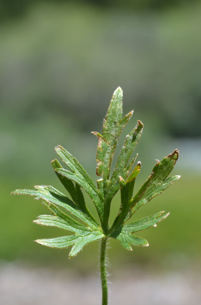 Image of Ranunculus polyanthemos specimen.