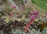 Sempervivum pumilum