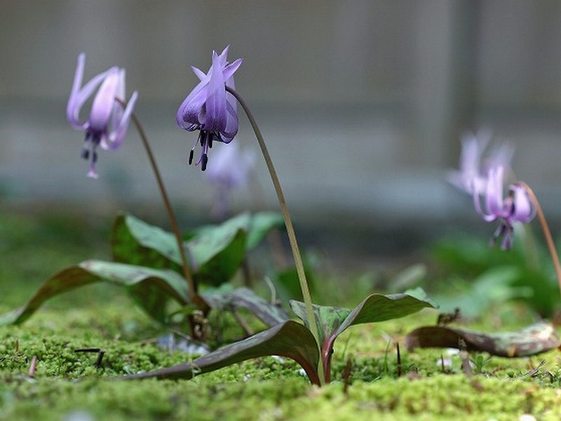 Изображение особи Erythronium japonicum.