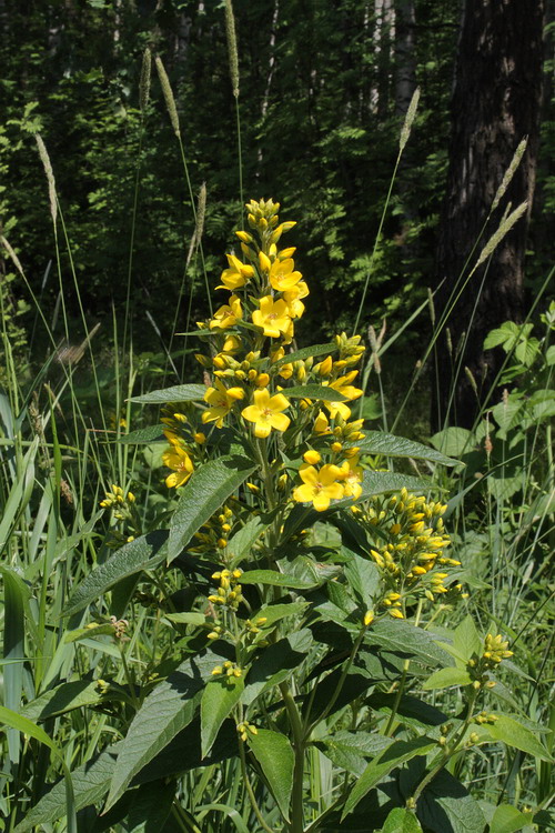 Image of Lysimachia vulgaris specimen.