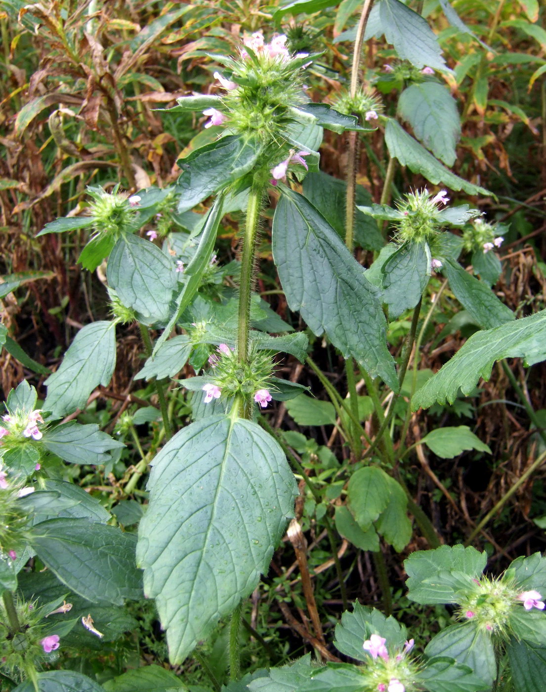 Изображение особи Galeopsis bifida.