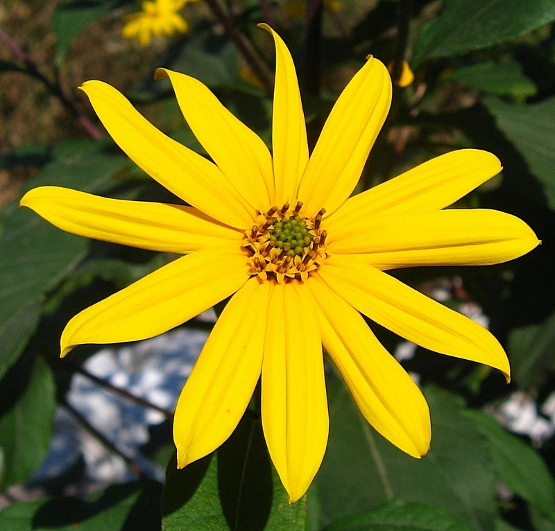 Изображение особи Helianthus tuberosus.