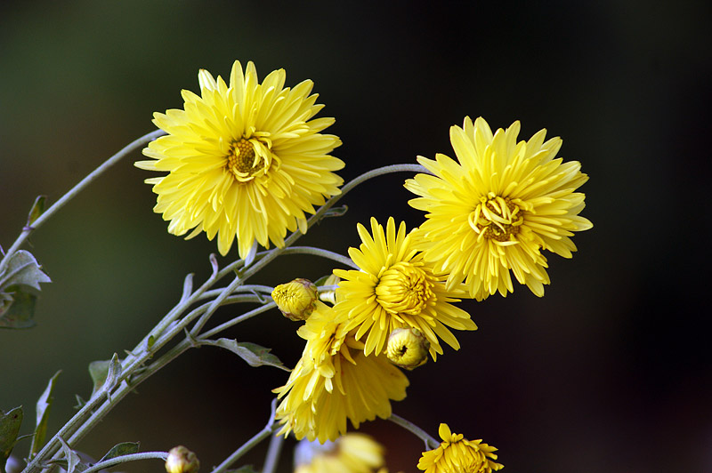 Image of genus Chrysanthemum specimen.