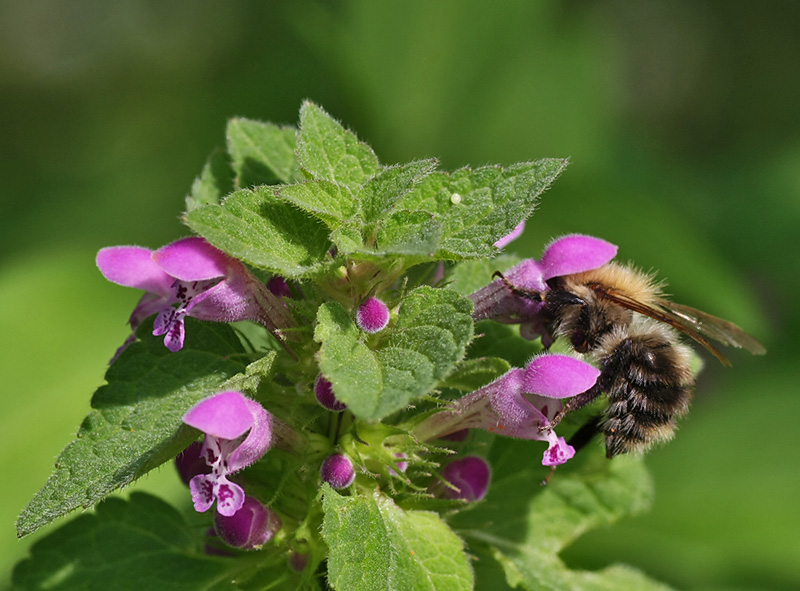 Изображение особи Lamium purpureum.