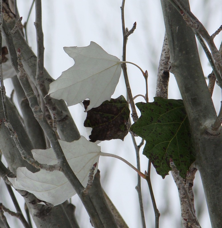 Image of Populus alba specimen.