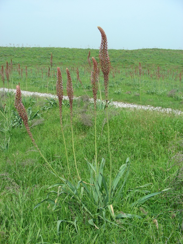 Image of Eremurus regelii specimen.