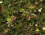 Bidens cernua