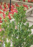 Ilex aquifolium. Верхняя часть растения. Сан-Марино, г. Сан-Марино, в культуре. 6 сентября 2014 г.