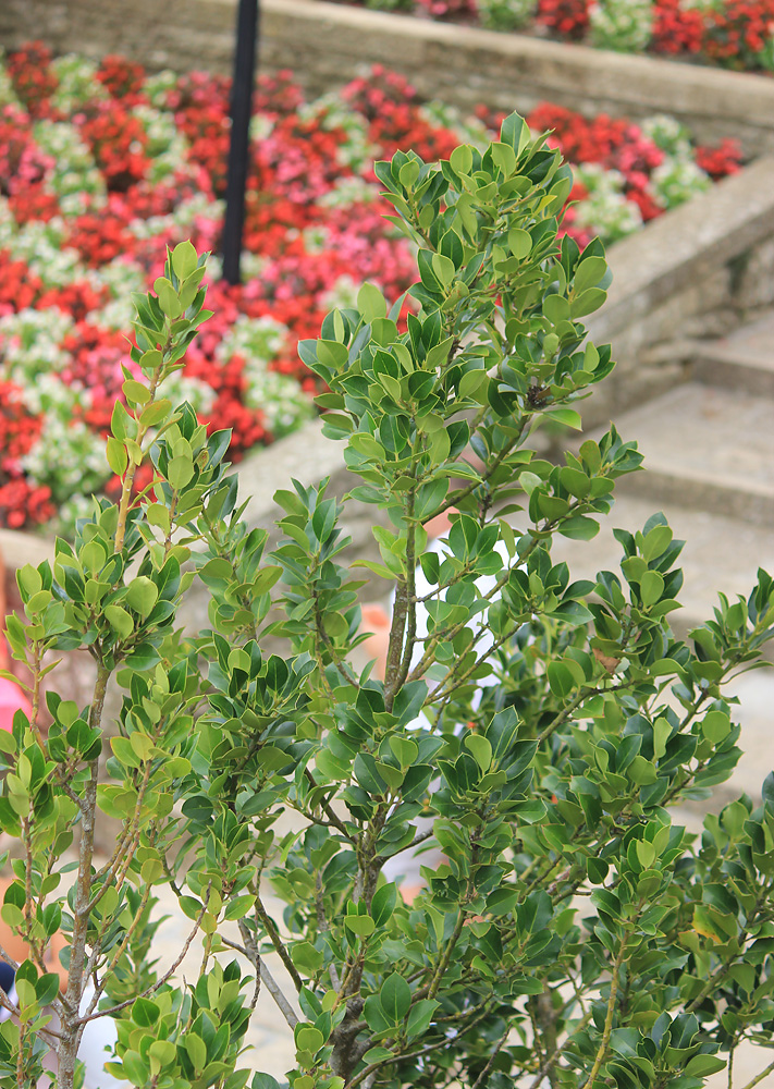 Image of Ilex aquifolium specimen.