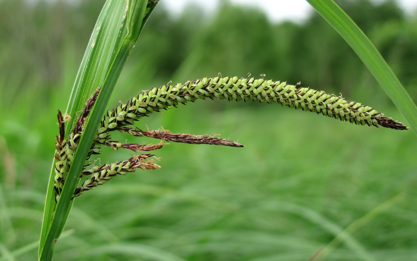 Image of Carex acuta specimen.