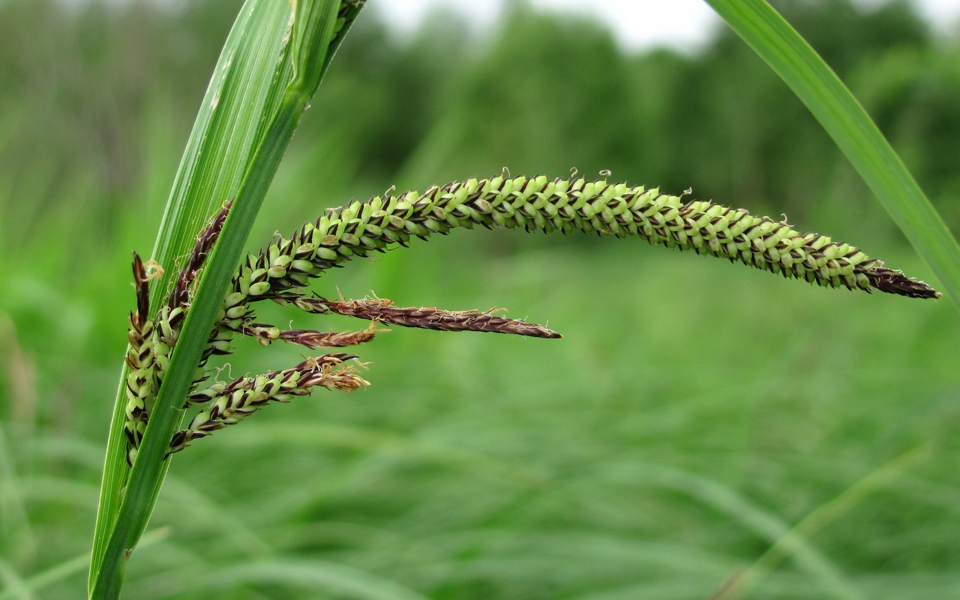 Изображение особи Carex acuta.