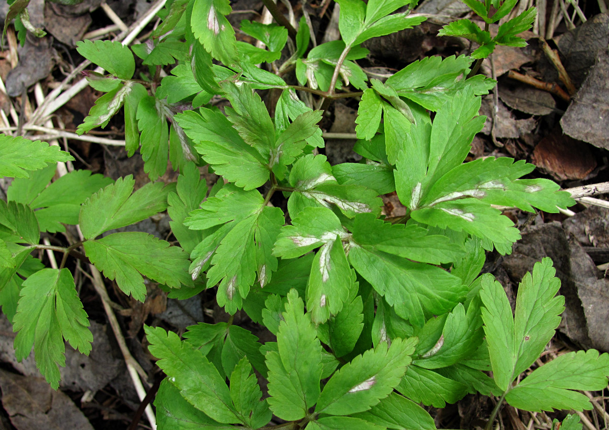 Image of Anemone altaica specimen.