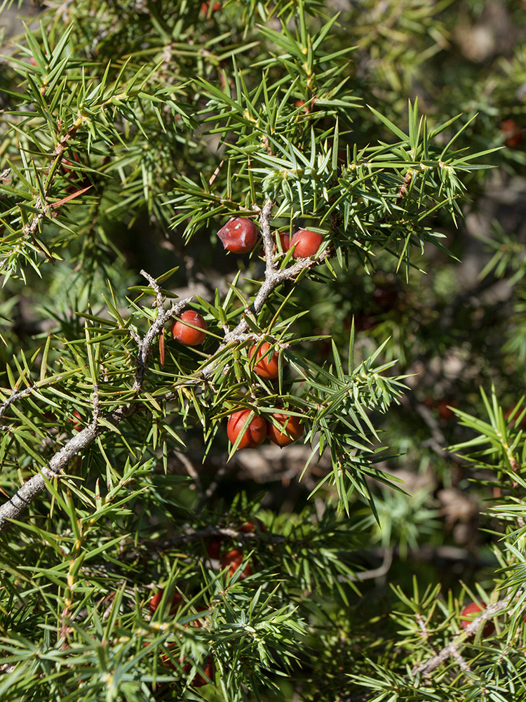 Изображение особи Juniperus deltoides.