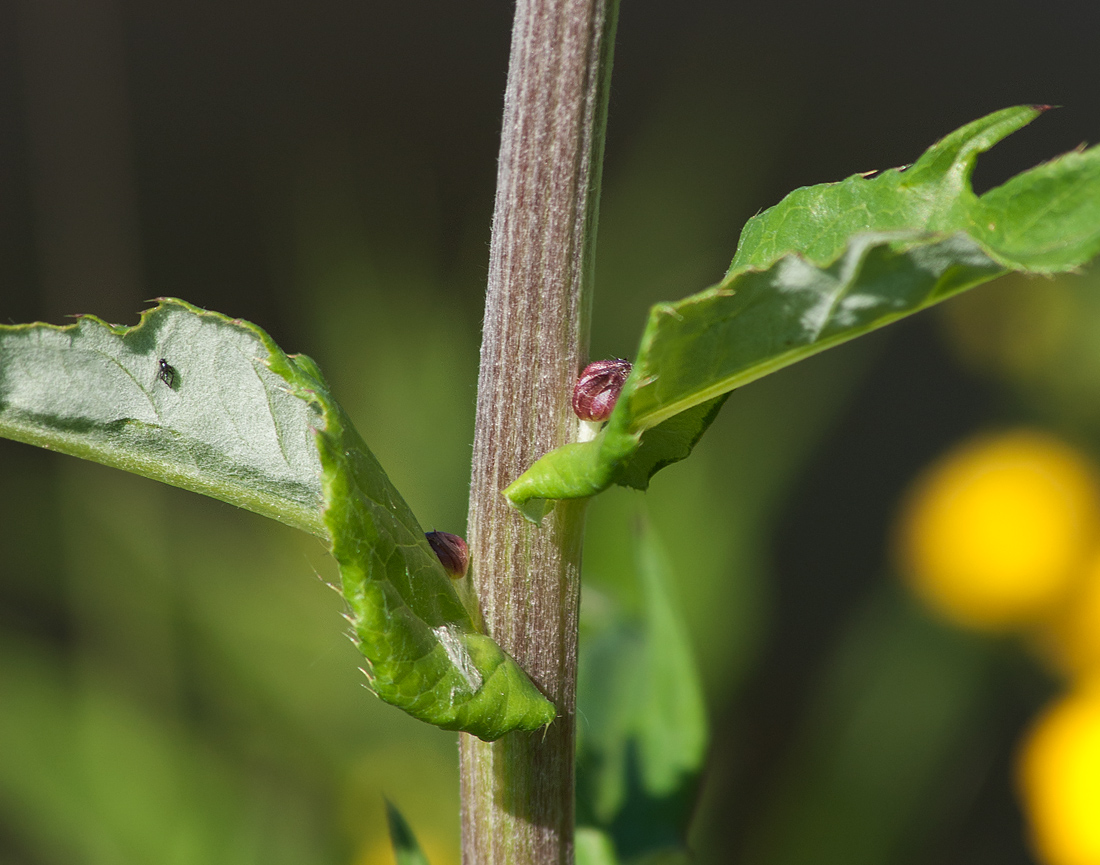 Image of Cirsium heterophyllum specimen.