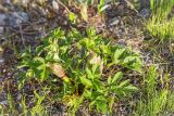 Archangelica officinalis. Вегетирующее растение с молодыми листьями. Мурманская обл., Кольский р-н, заброшенный пос. Порчниха, рудеральное местообитание. 21.06.2015.