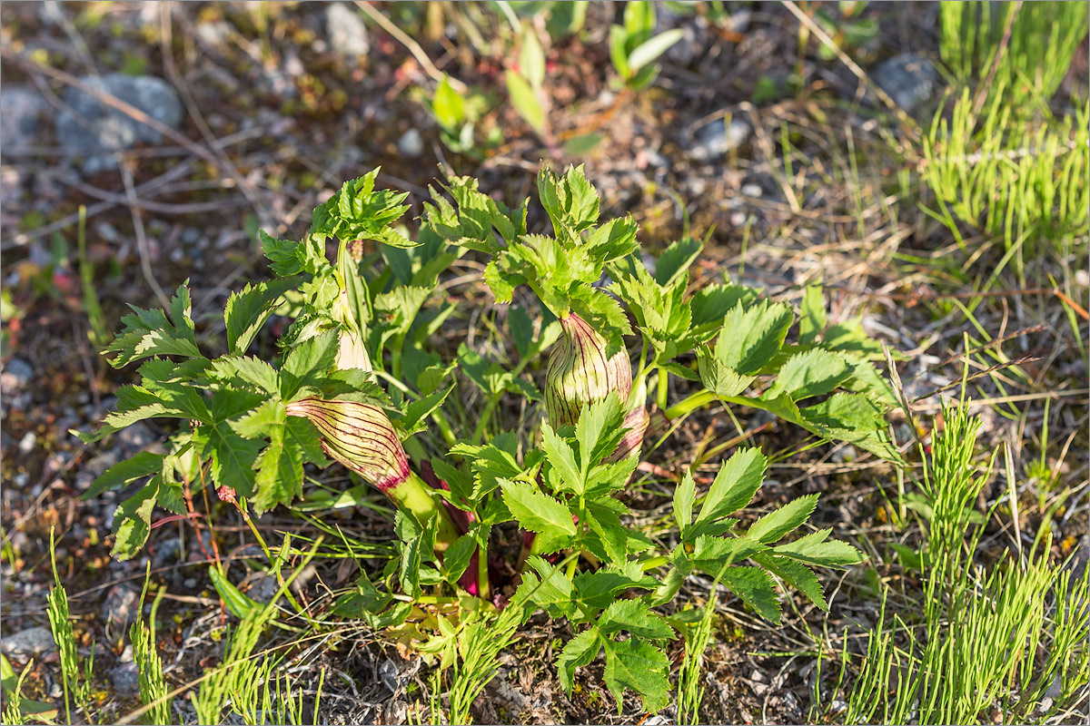 Изображение особи Archangelica officinalis.