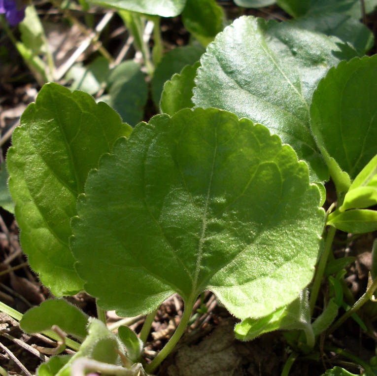 Image of Viola odorata specimen.